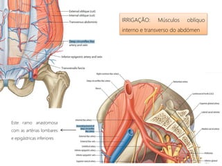 IRRIGAÇÃO: Músculos oblíquo
interno e transverso do abdómen
Este ramo anastomosa
com as artérias lombares
e epigástricas inferiores
 