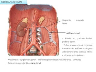 Artéria subcostal
Ligamento arqueado
lateral
- Anterior ao quadrado lombar;
posterior ao rim;
- Perfura a aponevrose de origem do
transverso do abdómen e dirige-se
anteriormente entre o oblíquo interno
e o transverso do abdómen.
- Anastomoses: - Epigástrica superior; - Intercostais posteriores (as mais inferiores); - Lombares;
- Cada artéria subcostal dá um ramo dorsal.
ARTÉRIA SUBCOSTAL
 