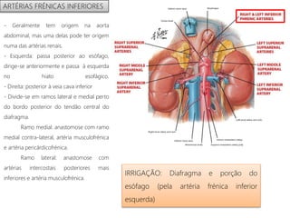 - Geralmente tem origem na aorta
abdominal, mas uma delas pode ter origem
numa das artérias renais.
- Esquerda: passa posterior ao esófago,
dirige-se anteriormente e passa à esquerda
no hiato esofágico.
- Direita: posterior à veia cava inferior
- Divide-se em ramos lateral e medial perto
do bordo posterior do tendão central do
diafragma.
Ramo medial: anastomose com ramo
medial contra-lateral, artéria musculofrénica
e artéria pericárdicofrénica.
Ramo lateral: anastomose com
artérias intercostais posteriores mais
inferiores e artéria musculofrénica.
IRRIGAÇÃO: Diafragma e porção do
esófago (pela artéria frénica inferior
esquerda)
ARTÉRIAS FRÉNICAS INFERIORES
 