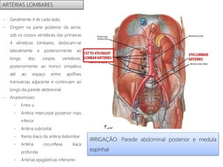 ARTÉRIAS LOMBARES
- Geralmente 4 de cada lado;
- Origem na parte posterior da aorta,
sob os corpos vertebrais das primeiras
4 vértebras lombares, deslocam-se
lateralmente e posteriormente ao
longo dos corpos vertebrais,
posteriormente ao tronco simpático
até ao espaço entre apófises
transversas adjacente e continuam ao
longo da parede abdominal.
- Anastomoses:
- Entre si
- Artéria intercostal posterior mais
inferior
- Artéria subcostal
- Ramo ilíaco da artéria iliolombar
- Artéria circunflexa ilíaca
profunda
- Artérias epigástricas inferiores
IRRIGAÇÃO: Parede abdominal posterior e medula
espinhal
 