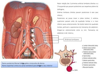 Artérias lombares
Notar relação das 2 primeiras artérias lombares direitas e a
1ª esquerda que passam posteriores aos respetivos pilares do
diafragma;
Artérias lombares direitas passam posteriores à veia cava
inferior;
Posteriores ao psoas maior e plexo lombar; 3 artérias
superiores passam atrás do quadrado lombar e a mais
inferior passa anteriormente. No bordo lateral do quadrado
lombar, perfuram a aponevrose do transverso do abdómen;
Dirigem-se anteriormente entre os mm. Transverso do
abdómen e obl. Interno.;
Ramo posterior/dorsal: irriga pele e músculos do dorso.
Ramo espinhal: entra no canal vertebral para irrigar o seu interior
 