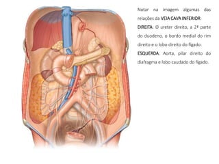 Notar na imagem algumas das
relações da VEIA CAVA INFERIOR:
DIREITA: O ureter direito, a 2ª parte
do duodeno, o bordo medial do rim
direito e o lobo direito do fígado.
ESQUERDA: Aorta, pilar direito do
diafragma e lobo caudado do fígado.
 