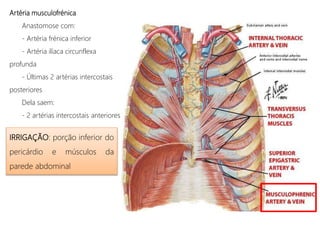 Artéria musculofrénica
Anastomose com:
- Artéria frénica inferior
- Artéria ilíaca circunflexa
profunda
- Últimas 2 artérias intercostais
posteriores
Dela saem:
- 2 artérias intercostais anteriores
IRRIGAÇÃO: porção inferior do
pericárdio e músculos da
parede abdominal
 