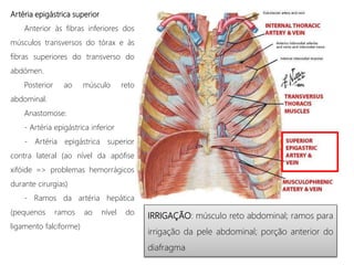 Artéria epigástrica superior
Anterior às fibras inferiores dos
músculos transversos do tórax e às
fibras superiores do transverso do
abdómen.
Posterior ao músculo reto
abdominal.
Anastomose:
- Artéria epigástrica inferior
- Artéria epigástrica superior
contra lateral (ao nível da apófise
xifóide => problemas hemorrágicos
durante cirurgias)
- Ramos da artéria hepática
(pequenos ramos ao nível do
ligamento falciforme)
IRRIGAÇÃO: músculo reto abdominal; ramos para
irrigação da pele abdominal; porção anterior do
diafragma
 