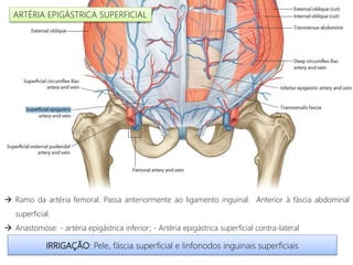  Ramo da artéria femoral. Passa anteriormente ao ligamento inguinal. Anterior à fáscia abdominal
superficial.
 Anastomose: - artéria epigástrica inferior; - Artéria epigástrica superficial contra-lateral
IRRIGAÇÃO: Pele, fáscia superficial e linfonodos inguinais superficiais
ARTÉRIA EPIGÁSTRICA SUPERFICIAL
 