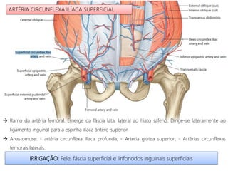  Ramo da artéria femoral. Emerge da fáscia lata, lateral ao hiato safeno. Dirige-se lateralmente ao
ligamento inguinal para a espinha ilíaca ântero-superior
 Anastomose: - artéria circunflexa ilíaca profunda; - Artéria glútea superior; - Artérias circunflexas
femorais laterais.
IRRIGAÇÃO: Pele, fáscia superficial e linfonodos inguinais superficiais
ARTÉRIA CIRCUNFLEXA ILÍACA SUPERFICIAL
 