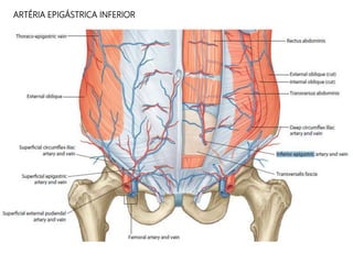 ARTÉRIA EPIGÁSTRICA INFERIOR
 