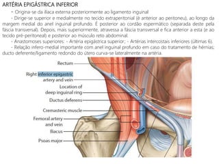 ARTÉRIA EPIGÁSTRICA INFERIOR
- Origina-se da ilíaca externa posteriormente ao ligamento inguinal
- Dirige-se superior e medialmente no tecido extraperitonial (é anterior ao peritoneu), ao longo da
margem medial do anel inguinal profundo. É posterior ao cordão espermático (separada deste pela
fáscia transversal). Depois, mais superiormente, atravessa a fáscia transversal e fica anterior a esta (e ao
tecido pré-peritoneal) e posterior ao músculo reto abdominal.
- Anastomoses superiores: - Artéria epigástrica superior; - Artérias intercostais inferiores (últimas 6).
- Relação infero-medial importante com anel inguinal profundo em caso do tratamento de hérnias;
ducto deferente/ligamento redondo do útero curva-se lateralmente na artéria.
 
