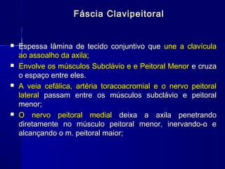 Fáscia Clavipeitoral


   Espessa lâmina de tecido conjuntivo que une a clavícula
    ao assoalho da axila;
   Envolve os músculos Subclávio e e Peitoral Menor e cruza
    o espaço entre eles.
   A veia cefálica, artéria toracoacromial e o nervo peitoral
    lateral passam entre os músculos subclávio e peitoral
    menor;
   O nervo peitoral medial deixa a axila penetrando
    diretamente no músculo peitoral menor, inervando-o e
    alcançando o m. peitoral maior;
 