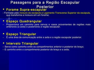 Passagens para a Região Escapular
                   Posterior
 Forame Supra-escapular
- Formada pela incisura da escápula e Ligamento Transverso Superior da escápula,
   que transforma a incisura em um forame;

 Espaço Quadrangular
-   Proporciona um caminho para nervos e vasos provenientes de regiões mais
    anteriores (a axila) e posteriores à região escapular.


 Espaço Triangular
-   É uma área de comunicação entre a axila e a região escapular posterior.

 Intervalo Triangular
- Serve como caminho entre os compartimentos anterior e posterior do braço;
- E caminho entre o compartimento posterior do braço e a axila;
 