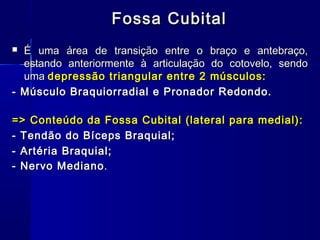 Fossa Cubital
 É uma área de transição entre o braço e antebraço,
  estando anteriormente à articulação do cotovelo, sendo
  uma depressão triangular entre 2 músculos:
- Músculo Braquiorradial e Pronador Redondo.

=> Conteúdo da Fossa Cubital (lateral para medial):
- Tendão do Bíceps Braquial;
- Artéria Braquial;
- Nervo Mediano .
 