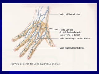 Vascularização de membros superiores