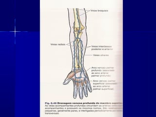 Vascularização de membros superiores