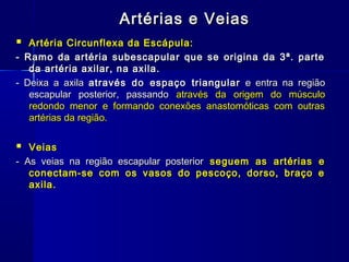 Artérias e Veias
  Artéria Circunflexa da Escápula:
- Ramo da artéria subescapular que se origina da 3ª. parte
   da artéria axilar, na axila.
- Deixa a axila através do espaço triangular e entra na região
   escapular posterior, passando através da origem do músculo
   redondo menor e formando conexões anastomóticas com outras
   artérias da região.


  Veias
- As veias na região escapular posterior seguem as artérias   e
   conectam-se com os vasos do pescoço, dorso, braço          e
   axila.
 