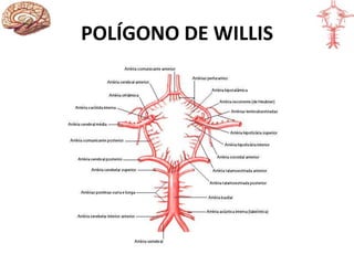POLÍGONO DE WILLIS
 