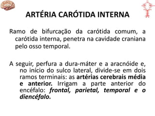 ARTÉRIA CARÓTIDA INTERNA
Ramo de bifurcação da carótida comum, a
carótida interna, penetra na cavidade craniana
pelo osso temporal.
A seguir, perfura a dura-máter e a aracnóide e,
no início do sulco lateral, divide-se em dois
ramos terminais: as artérias cerebrais média
e anterior. Irrigam a parte anterior do
encéfalo: frontal, parietal, temporal e o
diencéfalo.
 