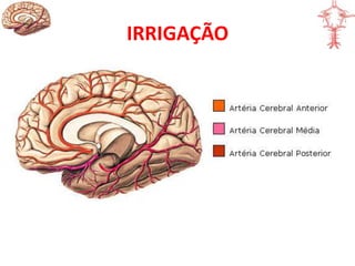 IRRIGAÇÃO
 