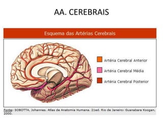 AA. CEREBRAIS
 