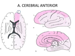 A. CEREBRAL ANTERIOR
 