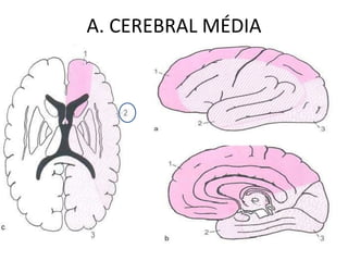 A. CEREBRAL MÉDIA
 