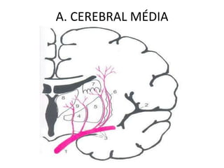 A. CEREBRAL MÉDIA
 