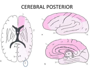 CEREBRAL POSTERIOR
 
