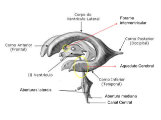 Aberturas laterais
Abertura mediana
Canal Central
Forame
interventricular
Aqueduto Cerebral
 