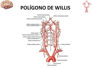 POLÍGONO DE WILLIS
 