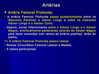 Artérias
   Artéria Femoral Profunda:
- A artéria Femoral Profunda passa posteriormente entre os
   músculos Pectíneo e Adutor Longo e entre os músculos
   Adutor Longo e o Adutor Curto;
- Depois, cursa inferiormente entre o Adutor Longo e o Adutor
   Magno, eventualmente penetrando através do Adutor Magno
   para fazer conexões com ramos da artéria poplítea, atrás do
   joelho.
=> A artéria Femoral Profunda possui ramos:
- Ramos Circunflexo Femoral Lateral e Medial;
- 3 ramos perfurantes;
 