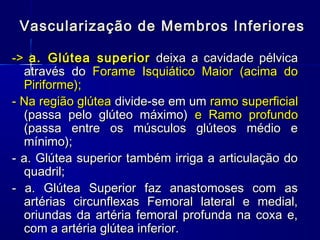 Vascularização de Membros Inferiores

-> a. Glútea superior deixa a cavidade pélvica
  através do Forame Isquiático Maior (acima do
  Piriforme);
- Na região glútea divide-se em um ramo superficial
  (passa pelo glúteo máximo) e Ramo profundo
  (passa entre os músculos glúteos médio e
  mínimo);
- a. Glútea superior também irriga a articulação do
  quadril;
- a. Glútea Superior faz anastomoses com as
  artérias circunflexas Femoral lateral e medial,
  oriundas da artéria femoral profunda na coxa e,
  com a artéria glútea inferior.
 