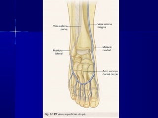 Vascularização mmii