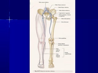 Vascularização mmii