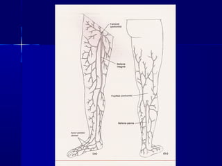 Vascularização mmii