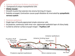 Vascular layer of the eye | PPTX