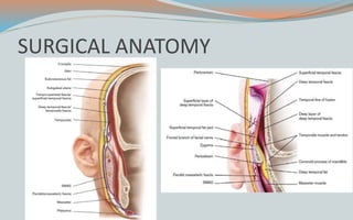 SURGICAL ANATOMY
 