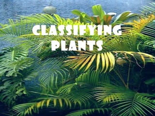 Classifying
  Plants
 