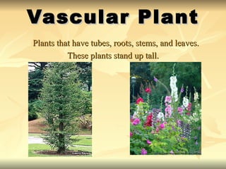 Vascular nonvascular plants