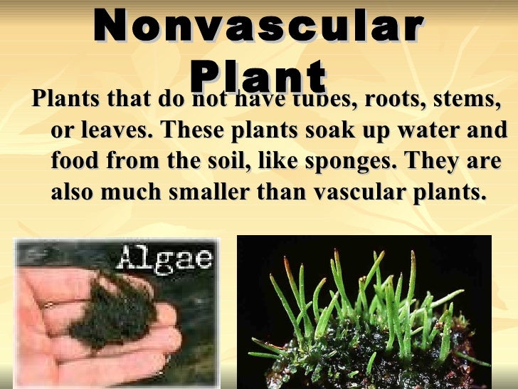 Vascular nonvascular plants