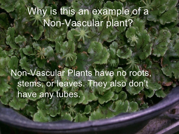 Vascular nonvascular plants