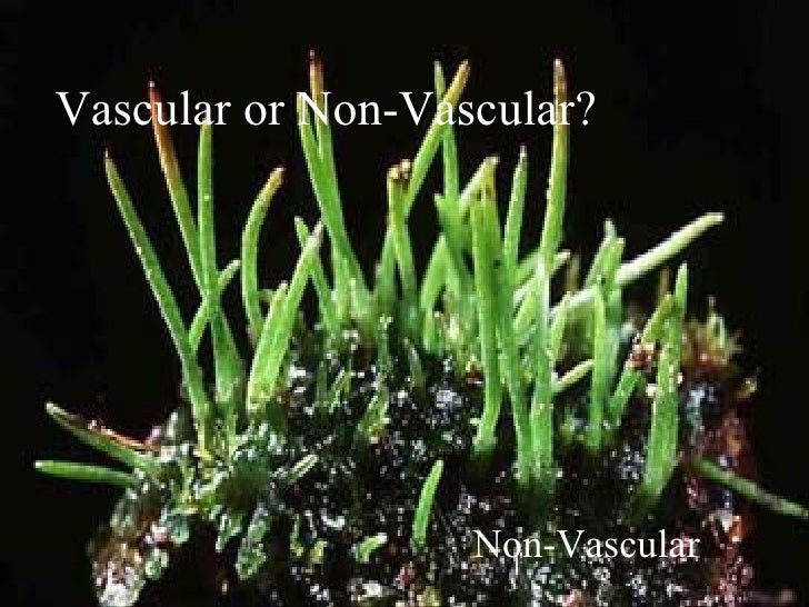 Vascular nonvascular plants