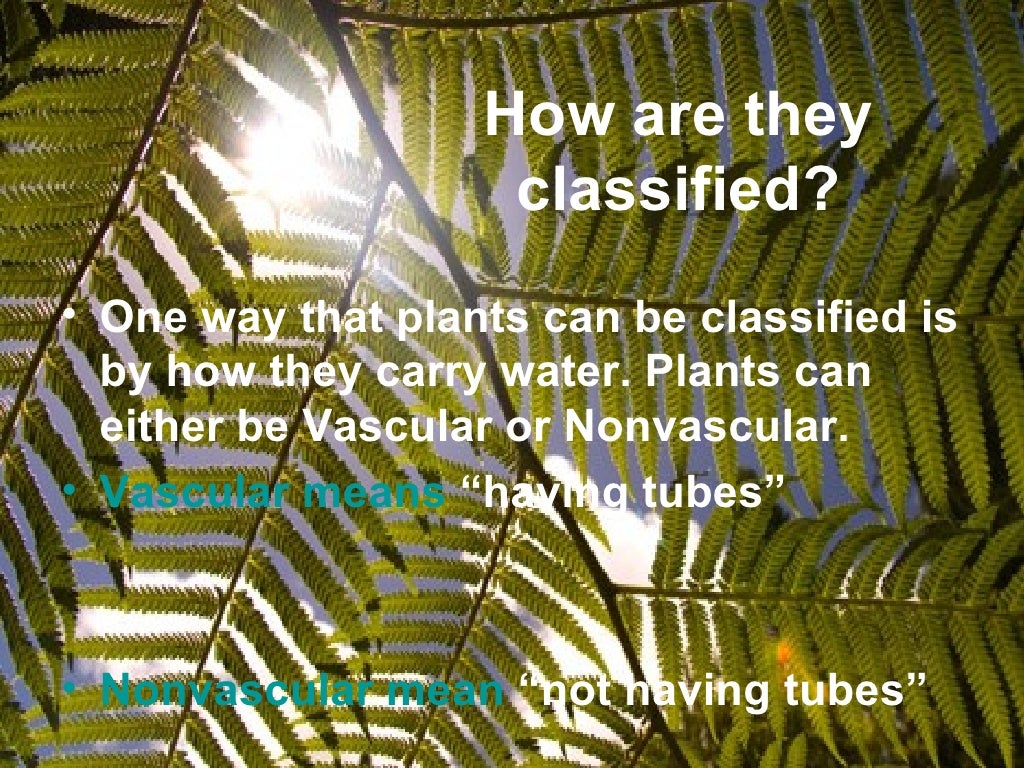 Vascular nonvascular plants