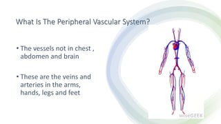 What Is The Peripheral Vascular System?
• The vessels not in chest ,
abdomen and brain
• These are the veins and
arteries in the arms,
hands, legs and feet
 