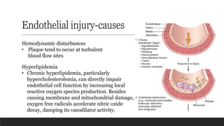 Endothelial injury-causes
Hemodynamic disturbances
• Plaque tend to occur at turbulent
blood flow sites
Hyperlipidemia
• Chronic hyperlipidemia, particularly
hypercholesterolemia, can directly impair
endothelial cell function by increasing local
reactive oxygen species production. Besides
causing membrane and mitochondrial damage,
oxygen free radicals accelerate nitric oxide
decay, damping its vasodilator activity.
 