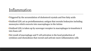 Inflammation
▪Triggered by the accumulation of cholesterol crystals and free fatty acids
▪Oxidized LDL act as proinflammatory antigen that recruits leukocytes including
monocytes which converts into macrophages in the intima
▪Oxidized LDL is taken up by scavenger receptor in macrophages to transform it
into foam cell
▪Net result of macrophage and T cell activation is the local production of
cytokines and chemokines that recruit and activate more inflammatory cells
 