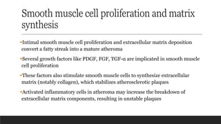 Smooth muscle cell proliferation and matrix
synthesis
▪Intimal smooth muscle cell proliferation and extracellular matrix deposition
convert a fatty streak into a mature atheroma
▪Several growth factors like PDGF, FGF, TGF-α are implicated in smooth muscle
cell proliferation
▪These factors also stimulate smooth muscle cells to synthesize extracellular
matrix (notably collagen), which stabilizes atherosclerotic plaques
▪Activated inflammatory cells in atheroma may increase the breakdown of
extracellular matrix components, resulting in unstable plaques
 