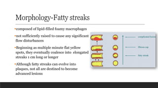 Morphology-Fatty streaks
▪composed of lipid-filled foamy macrophages
▪not sufficiently raised to cause any significant
flow disturbances
▪Beginning as multiple minute flat yellow
spots, they eventually coalesce into elongated
streaks 1 cm long or longer
▪Although fatty streaks can evolve into
plaques, not all are destined to become
advanced lesions
 