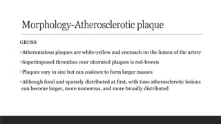 Morphology-Atherosclerotic plaque
GROSS
▪Atheromatous plaques are white-yellow and encroach on the lumen of the artery
▪Superimposed thrombus over ulcerated plaques is red-brown
▪Plaques vary in size but can coalesce to form larger masses
▪Although focal and sparsely distributed at first, with time atherosclerotic lesions
can become larger, more numerous, and more broadly distributed
 