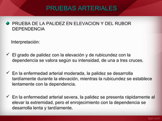 PRUEBAS ARTERIALES
PRUEBA DE LA PALIDEZ EN ELEVACION Y DEL RUBOR
DEPENDENCIA
Interpretación:
 El grado de palidez con la elevación y de rubicundez con la
dependencia se valora según su intensidad, de una a tres cruces.
 En la enfermedad arterial moderada, la palidez se desarrolla
tardíamente durante la elevación, mientras la rubicundez se establece
lentamente con la dependencia.
 En la enfermedad arterial severa, la palidez se presenta rápidamente al
elevar la extremidad, pero el enrojecimiento con la dependencia se
desarrolla lenta y tardíamente.

 