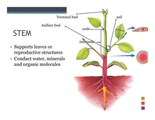 Vascular plant organs | PDF