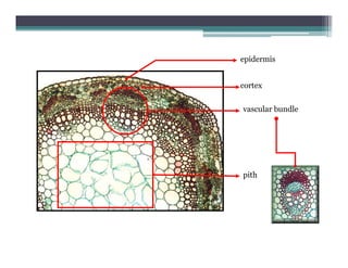 Vascular plant organs | PDF